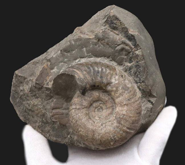 露頭の一部を切り取ったかのような、自然な味わいが魅力的北海道産のアンモナイト（Ammonite）（その3）