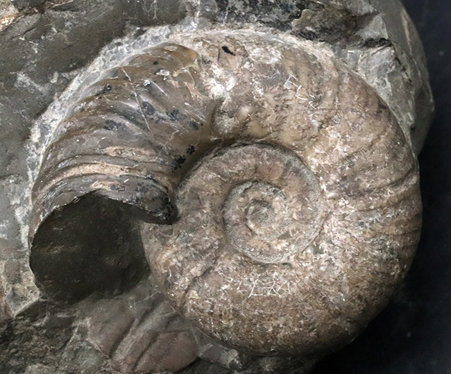 露頭の一部を切り取ったかのような、自然な味わいが魅力的北海道産のアンモナイト（Ammonite）（その4）