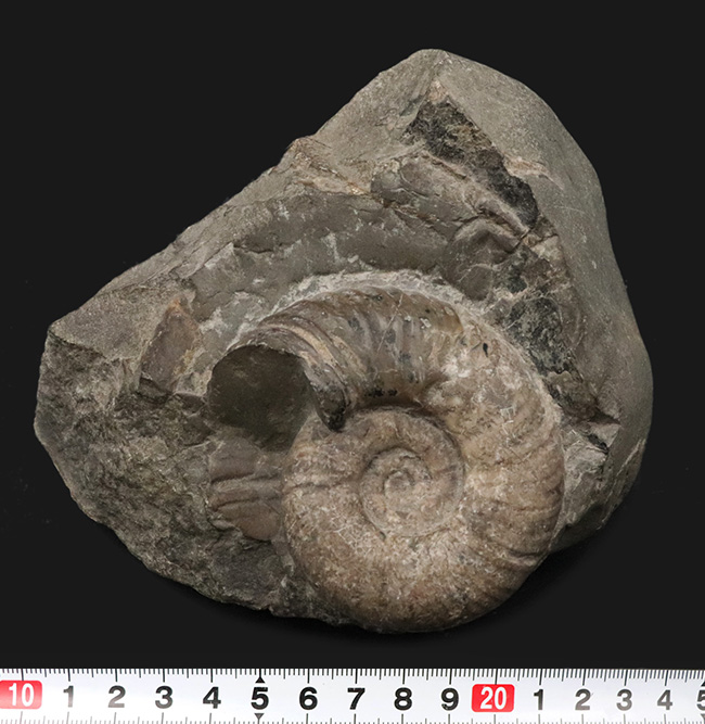 露頭の一部を切り取ったかのような、自然な味わいが魅力的北海道産のアンモナイト（Ammonite）（その7）