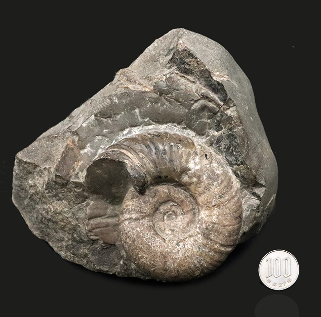 露頭の一部を切り取ったかのような、自然な味わいが魅力的北海道産のアンモナイト（Ammonite）（その8）