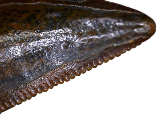 粒粒の緻密なセレーションにゾクゾク!アベリサウルス科の歯化石(その12)