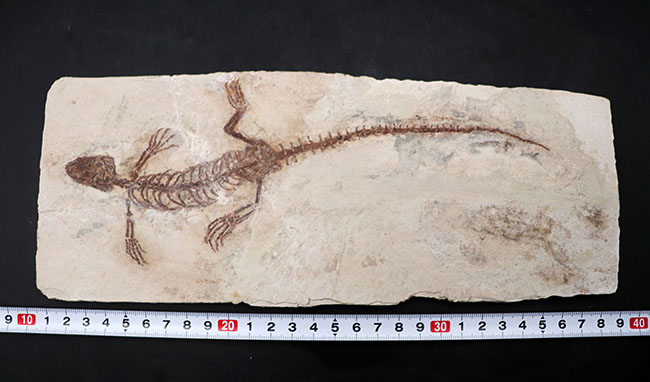 ジ・オールドコレクション！保存状態抜群！頭部から尾先まで２４５ミリもある特大サイズのマンチュロスクス（Manchurosuchus）の全身化石（その12）