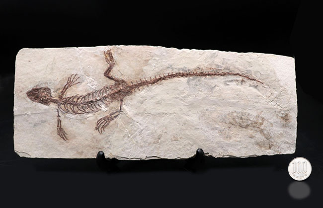 ジ・オールドコレクション！保存状態抜群！頭部から尾先まで２４５ミリもある特大サイズのマンチュロスクス（Manchurosuchus）の全身化石（その13）
