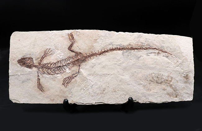ジ・オールドコレクション！保存状態抜群！頭部から尾先まで２４５ミリもある特大サイズのマンチュロスクス（Manchurosuchus）の全身化石（その2）