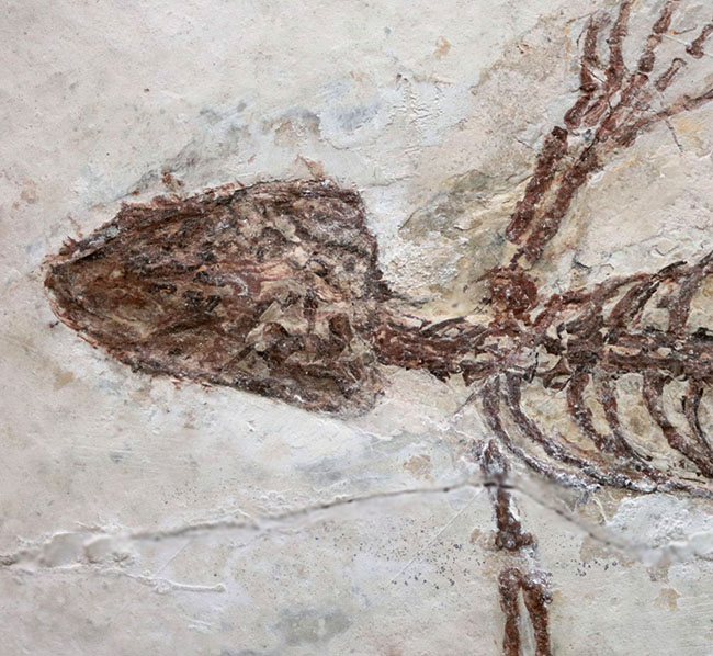 ジ・オールドコレクション！保存状態抜群！頭部から尾先まで２４５ミリもある特大サイズのマンチュロスクス（Manchurosuchus）の全身化石（その3）