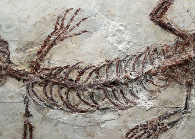 ジ・オールドコレクション！保存状態抜群！頭部から尾先まで２４５ミリもある特大サイズのマンチュロスクス（Manchurosuchus）の全身化石（その4）