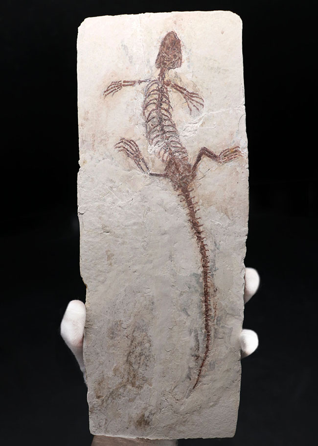 ジ・オールドコレクション！保存状態抜群！頭部から尾先まで２４５ミリもある特大サイズのマンチュロスクス（Manchurosuchus）の全身化石（その9）