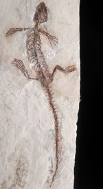 ジ・オールドコレクション！保存状態抜群！頭部から尾先まで２４５ミリもある特大サイズのマンチュロスクス（Manchurosuchus）の全身化石