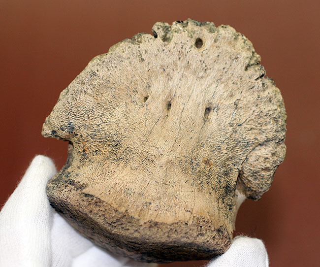 これを超える同属の歯化石を見たことがあるか！パーフェクトワン、デカい！重い！そして綺麗な爪！巨大草食恐竜エドモントサウルスのフットクロウ（その12）