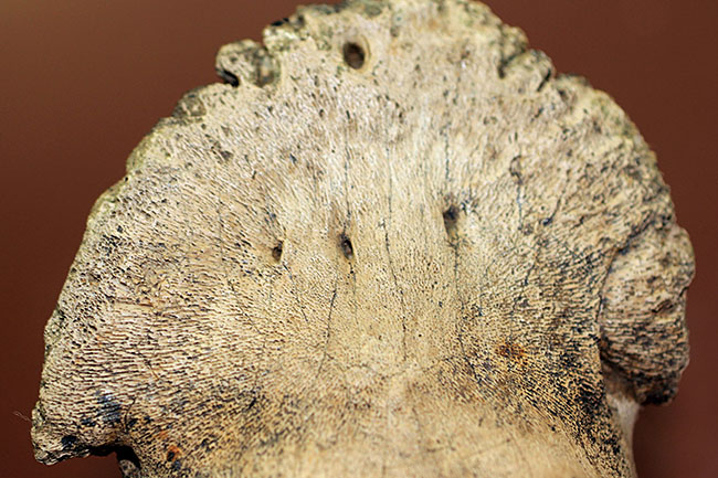 これを超える同属の歯化石を見たことがあるか！パーフェクトワン、デカ