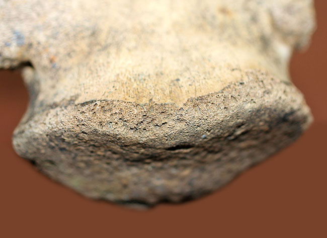 これを超える同属の歯化石を見たことがあるか！パーフェクトワン、デカい！重い！そして綺麗な爪！巨大草食恐竜エドモントサウルスのフットクロウ（その7）