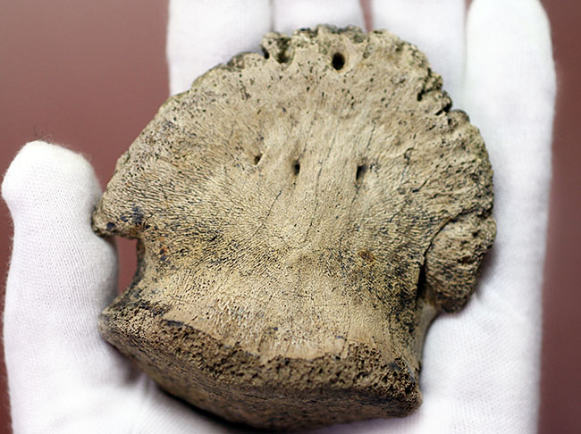 これを超える同属の歯化石を見たことがあるか！パーフェクトワン、デカい！重い！そして綺麗な爪！巨大草食恐竜エドモントサウルスのフットクロウ（その9）