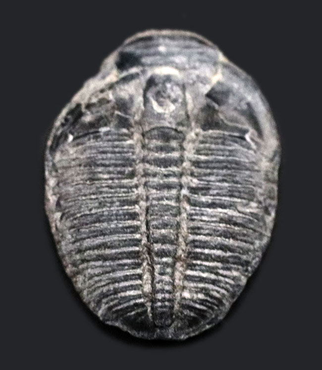 米国ユタ州を代表する三葉虫！最初期（古生代カンブリア紀）の三葉虫、エルラシア・キンギ（Elrathia Kingi）の化石（その1）