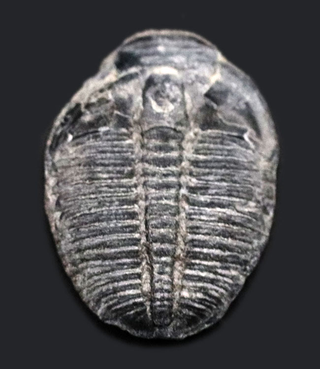 米国ユタ州を代表する三葉虫!最初期(古生代カンブリア紀)の三葉虫、エルラシア・キンギ(Elrathia Kingi)の化石(その1)