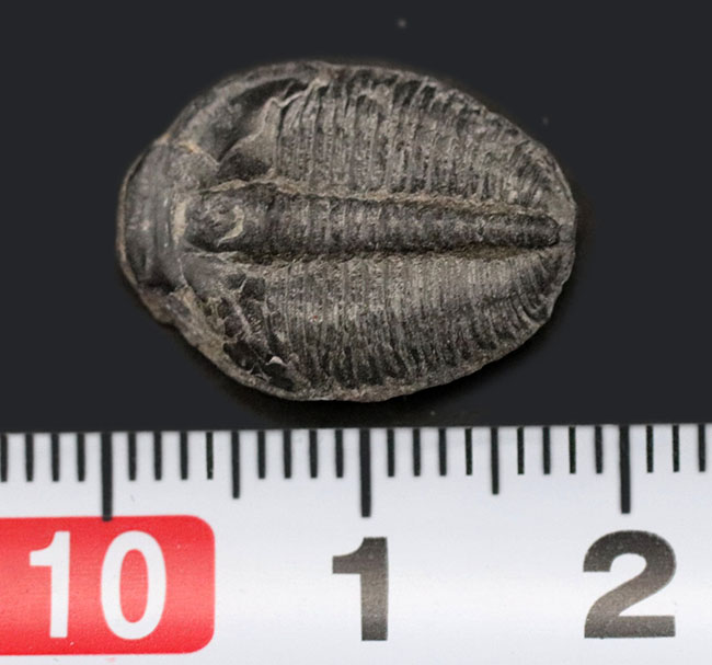 米国ユタ州を代表する三葉虫!最初期(古生代カンブリア紀)の三葉虫、エルラシア・キンギ(Elrathia Kingi)の化石(その4)