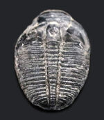 米国ユタ州を代表する三葉虫！最初期（古生代カンブリア紀）の三葉虫、エルラシア・キンギ（Elrathia Kingi）の化石