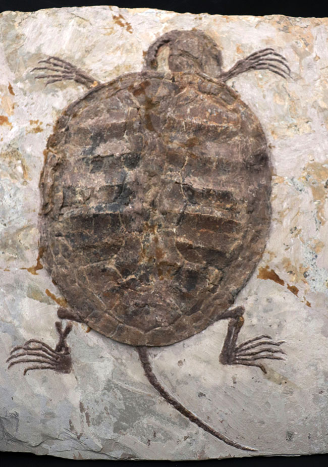 圧巻のサイズ！先端から長い所をたどって29センチに達する、圧倒的な