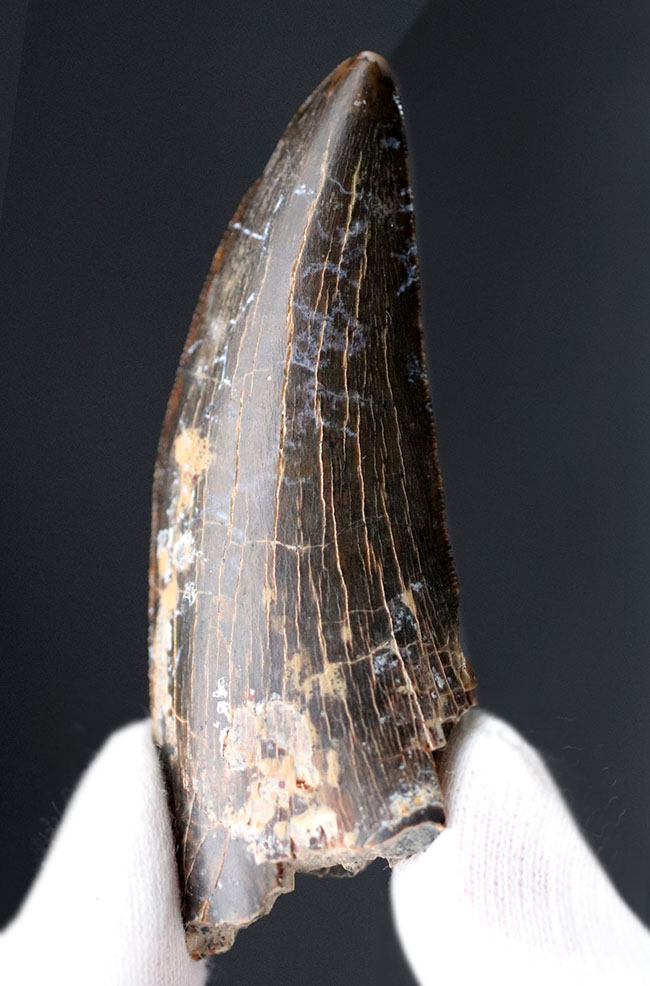 ロングカーブ計測７０ミリ！２０１６年に新属新種として記載された非常に新しいティラノサウルスの仲間、ティムルレンギア・エウオティカ（Timurlengia euotica）の極めて上質の歯化石（その1）