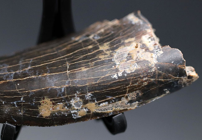 ロングカーブ計測７０ミリ！２０１６年に新属新種として記載された非常に新しいティラノサウルスの仲間、ティムルレンギア・エウオティカ（Timurlengia euotica）の極めて上質の歯化石（その12）