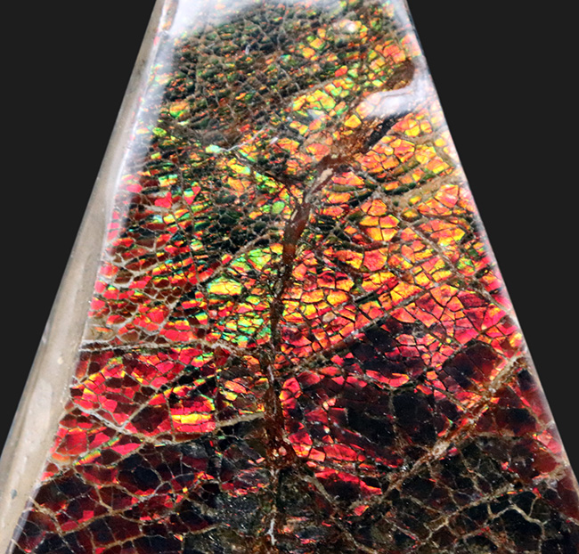 ビッグ!ドラゴンスキン状の模様が備わった、9センチを超える極めて大きなアンモ”ラ”イト(Ammolite)(その1)