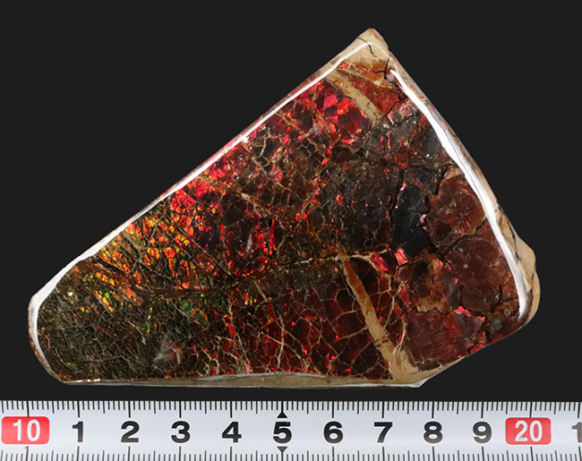 ビッグ!ドラゴンスキン状の模様が備わった、9センチを超える極めて大きなアンモ”ラ”イト(Ammolite)(その10)