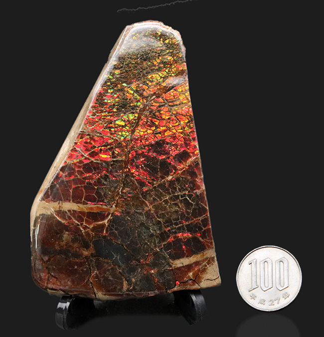 ビッグ!ドラゴンスキン状の模様が備わった、9センチを超える極めて大きなアンモ”ラ”イト(Ammolite)(その11)