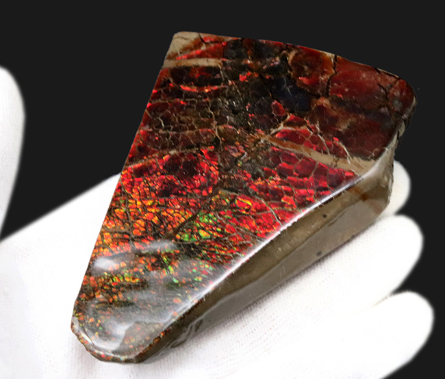 ビッグ!ドラゴンスキン状の模様が備わった、9センチを超える極めて大きなアンモ”ラ”イト(Ammolite)(その2)