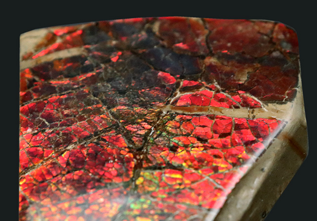 ビッグ!ドラゴンスキン状の模様が備わった、9センチを超える極めて大きなアンモ”ラ”イト(Ammolite)(その3)
