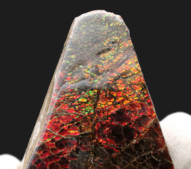 ビッグ!ドラゴンスキン状の模様が備わった、9センチを超える極めて大きなアンモ”ラ”イト(Ammolite)(その5)