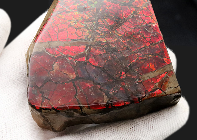 ビッグ!ドラゴンスキン状の模様が備わった、9センチを超える極めて大きなアンモ”ラ”イト(Ammolite)(その7)