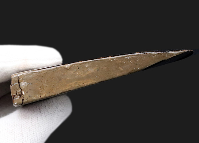 ビッグ!ドラゴンスキン状の模様が備わった、9センチを超える極めて大きなアンモ”ラ”イト(Ammolite)(その9)