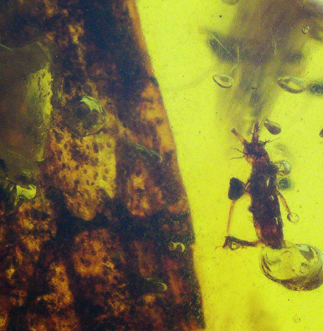 なんと!生々しい「樹皮」を内包した非常に希少なバーマイト(Burmite)(その3)