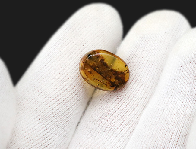 なんと!生々しい「樹皮」を内包した非常に希少なバーマイト(Burmite)(その7)