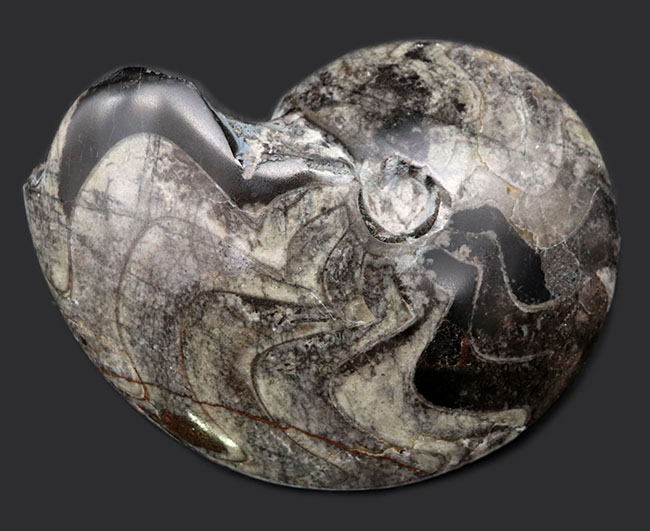 密巻きタイプ、分厚く重い、ツートンカラーのゴニアタイト（Goniatite）の化石（その1）