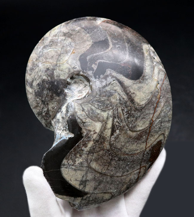 密巻きタイプ、分厚く重い、ツートンカラーのゴニアタイト（Goniatite）の化石（その3）