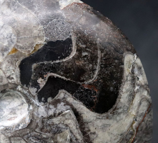 密巻きタイプ、分厚く重い、ツートンカラーのゴニアタイト（Goniatite）の化石（その4）
