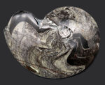 密巻きタイプ、分厚く重い、ツートンカラーのゴニアタイト（Goniatite）の化石