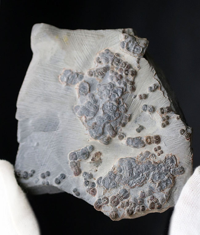 古生代カンブリア紀の一風変わった三葉虫、ペロノプシス（Peronopsis）の群集化石（その2）