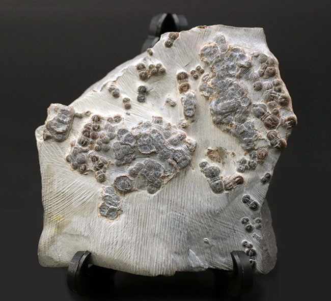 古生代カンブリア紀の一風変わった三葉虫、ペロノプシス（Peronopsis