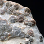 古生代カンブリア紀の一風変わった三葉虫、ペロノプシス（Peronopsis）の群集化石