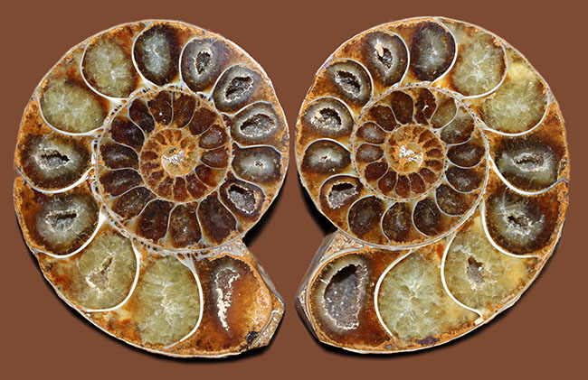 中生代白亜紀半ばに棲息していたアンモナイト、デスモセラスのカット＆ポリッシュ標本（その1）