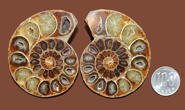 中生代白亜紀半ばに棲息していたアンモナイト、デスモセラスのカット＆ポリッシュ標本（その11）
