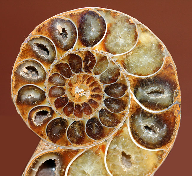 中生代白亜紀半ばに棲息していたアンモナイト、デスモセラスのカット＆ポリッシュ標本（その2）