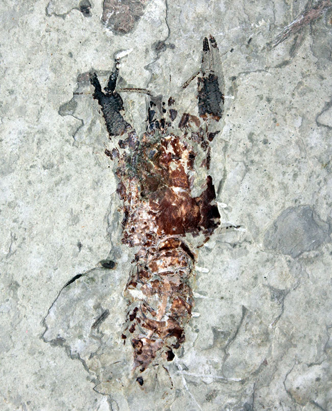 約1億5000万年前ジュラ紀遼寧省産ザリガニ化石、植物付き(Astacus spinorostrinus)。象徴である二本の大きな鋏がはっきりと確認できる。(その1)