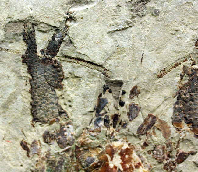 約1億5000万年前ジュラ紀遼寧省産ザリガニ化石、植物付き(Astacus spinorostrinus)。象徴である二本の大きな鋏がはっきりと確認できる。(その10)