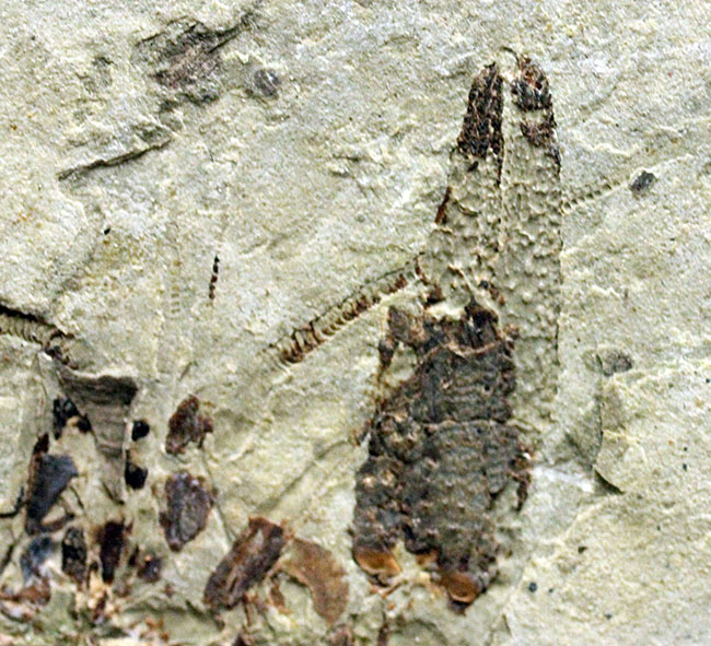約1億5000万年前ジュラ紀遼寧省産ザリガニ化石、植物付き(Astacus spinorostrinus)。象徴である二本の大きな鋏がはっきりと確認できる。(その11)