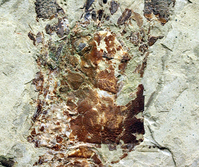 約１億５０００万年前ジュラ紀遼寧省産ザリガニ化石、植物付き(Astacus spinorostrinus)。象徴である二本の大きな鋏がはっきりと確認できる。（その12）