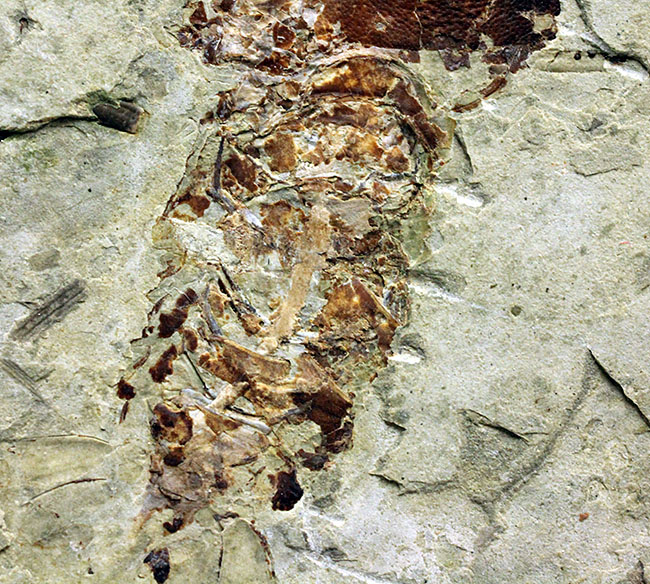 約１億５０００万年前ジュラ紀遼寧省産ザリガニ化石、植物付き(Astacus spinorostrinus)。象徴である二本の大きな鋏がはっきりと確認できる。（その13）