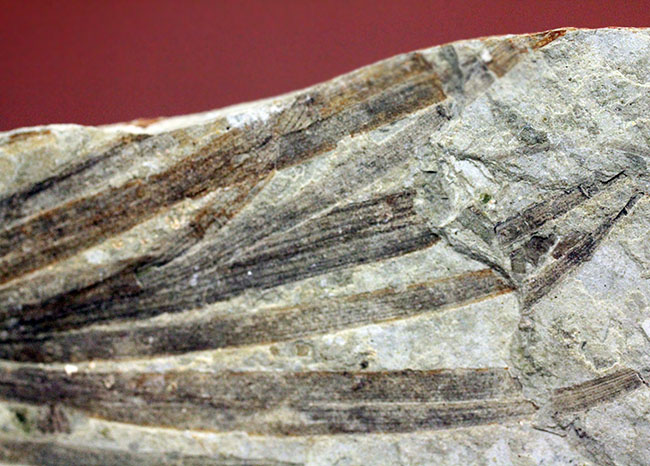 約１億５０００万年前ジュラ紀遼寧省産ザリガニ化石、植物付き(Astacus spinorostrinus)。象徴である二本の大きな鋏がはっきりと確認できる。（その14）