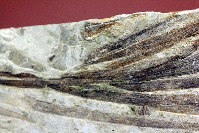 約１億５０００万年前ジュラ紀遼寧省産ザリガニ化石、植物付き(Astacus spinorostrinus)。象徴である二本の大きな鋏がはっきりと確認できる。（その15）